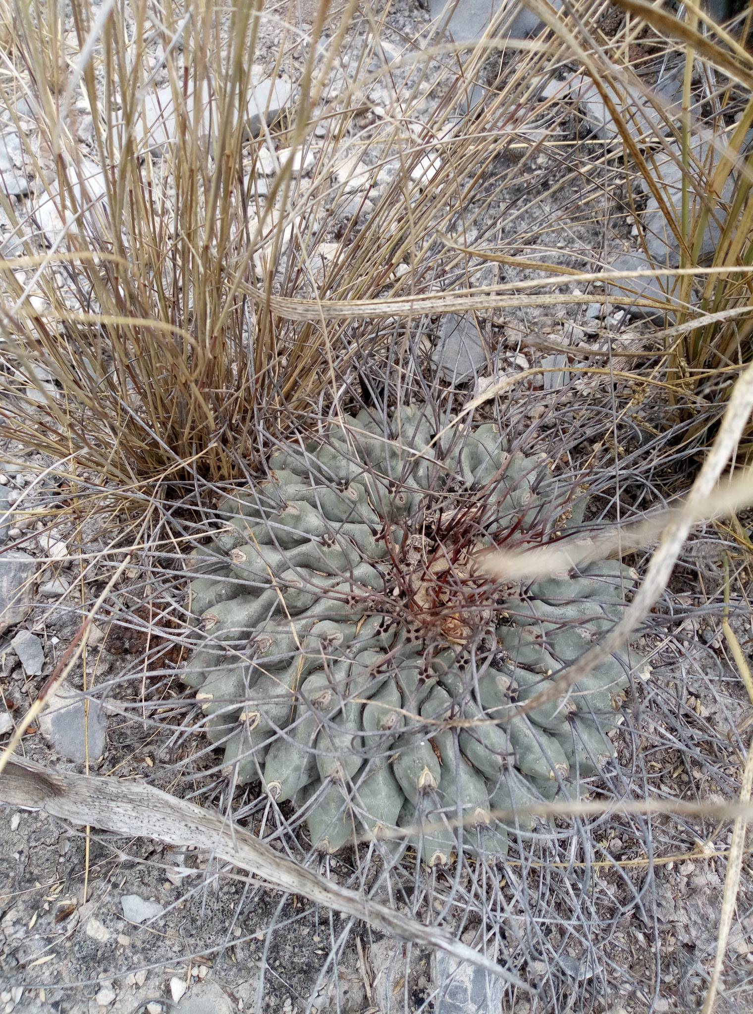 Thelocactus rinconensis